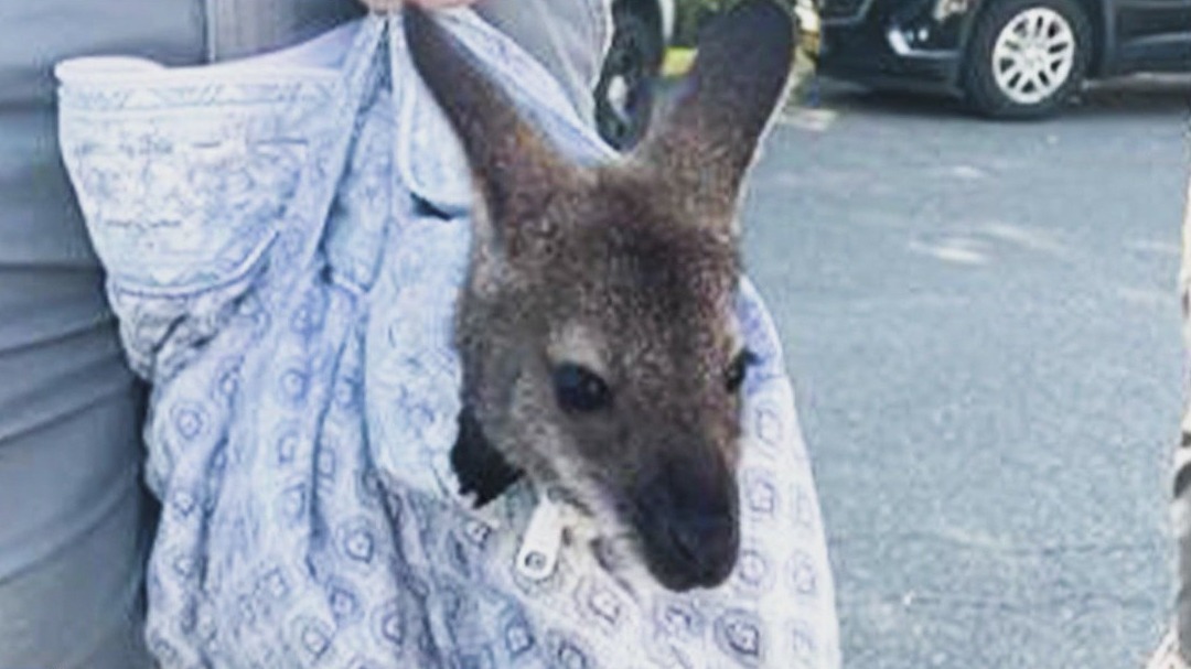 Exotic animal busts on Coney Island