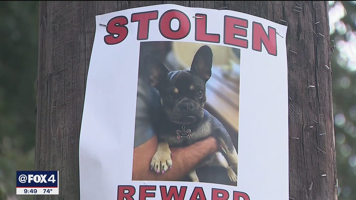 Dallas couple's stolen French Bulldog still missing after teen dognappers caught