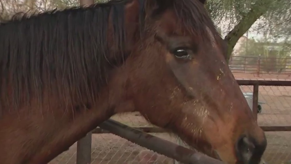 Rain leaves Apache Junction horse rescue flooded