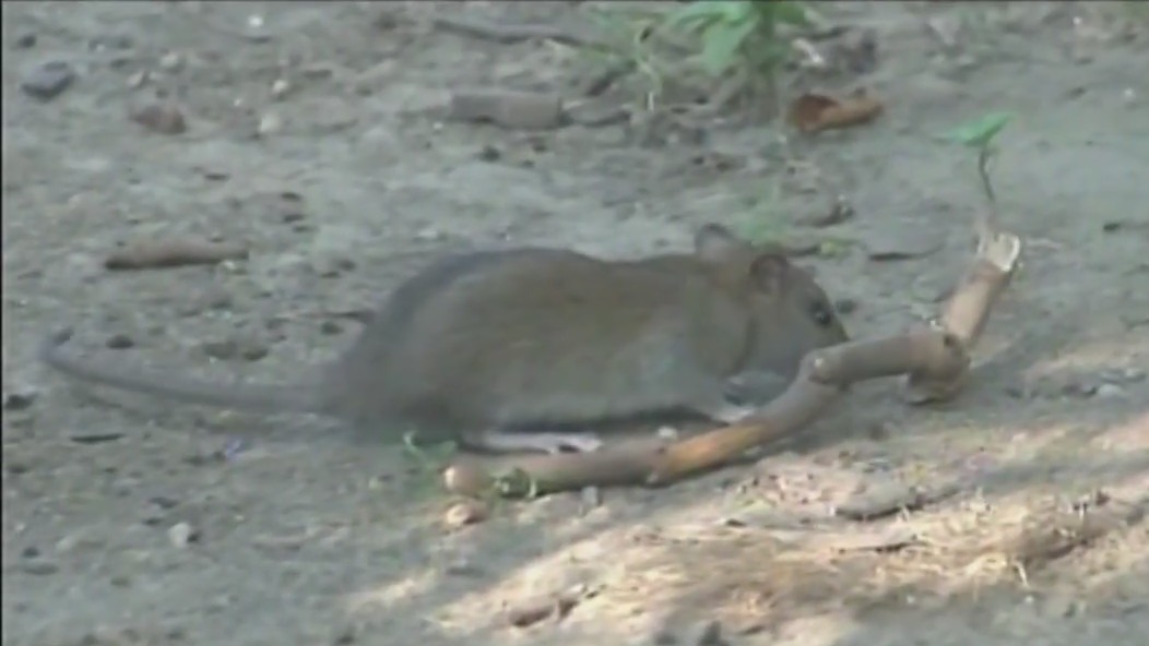 NYC rat complaints down 15 percent