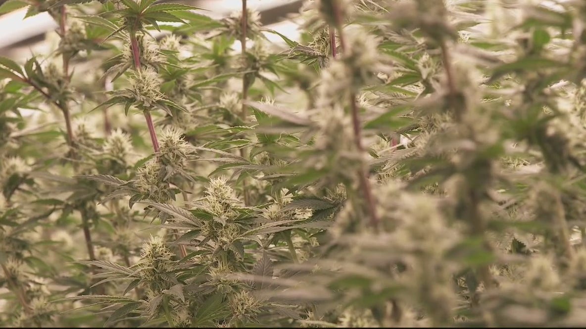 Detroit now accepting licenses for pot businesses