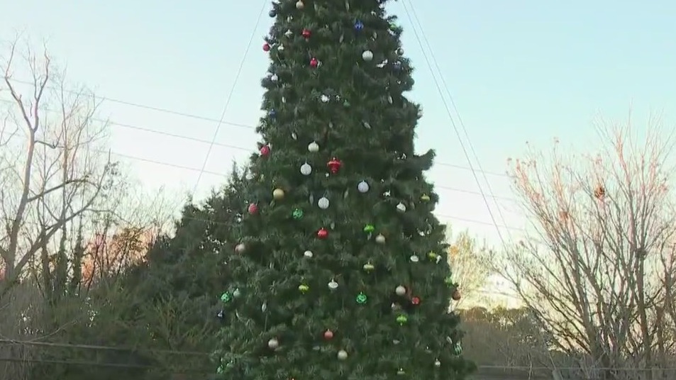 Picking out a Christmas tree? Watch this first