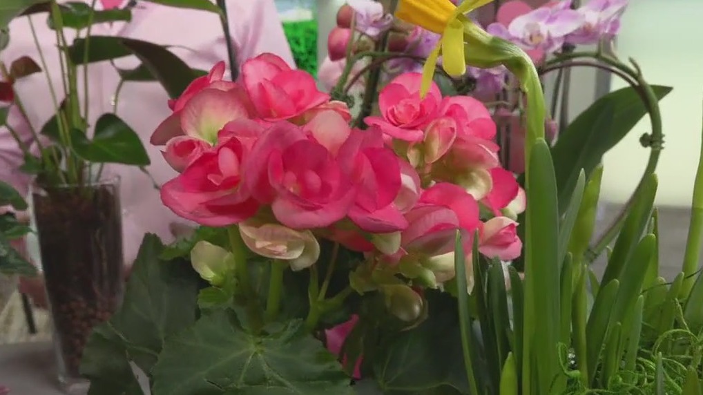 Caring for Valentine's Day flowers
