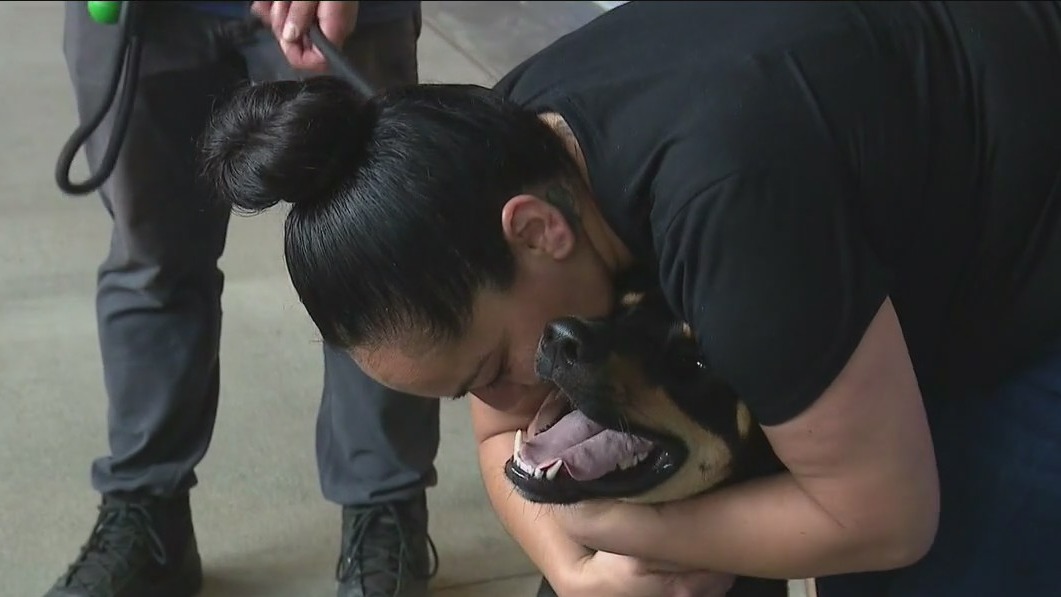 Dozens of dogs adopted at Dodger Stadium event