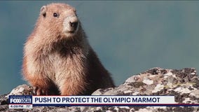 Call to protect Olympic marmot