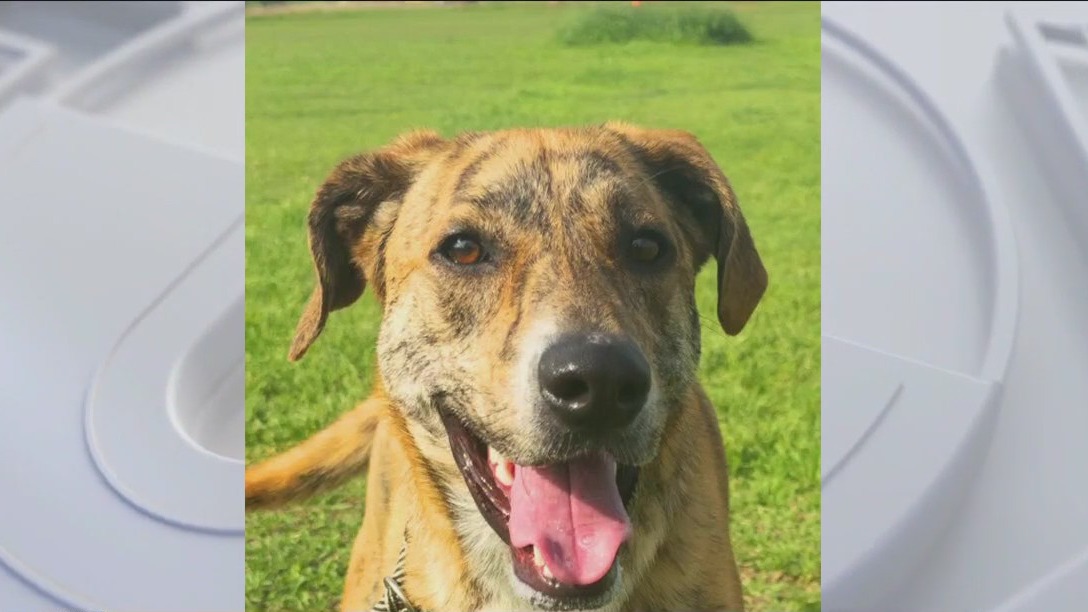 Pet of the Weekend: Tigerlily at Texas Humane Heroes