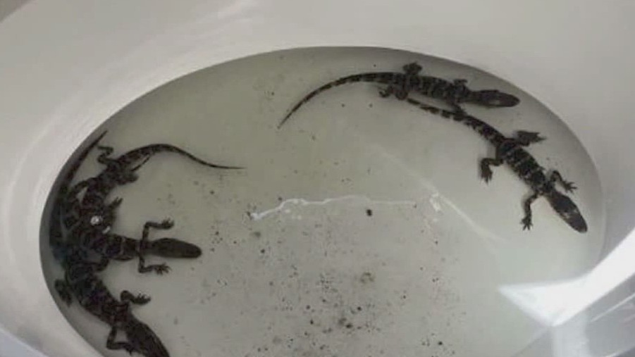 Florida man found with baby gators in tub