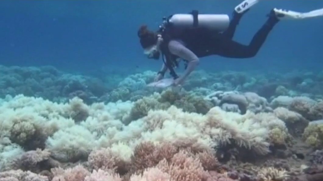 Widest-ever global coral crisis 'within weeks'
