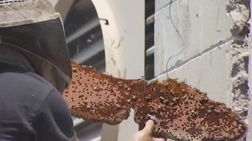 Large bee removal project begins at Austin Airport