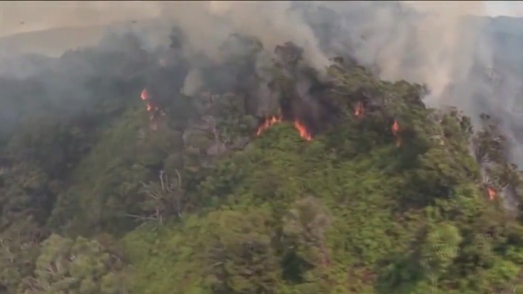 Wildfire destroys remote rainforest in Hawaii