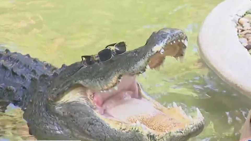 Wild Florida is celebrating Gator Week: Crusher the Gator is ready for the fun