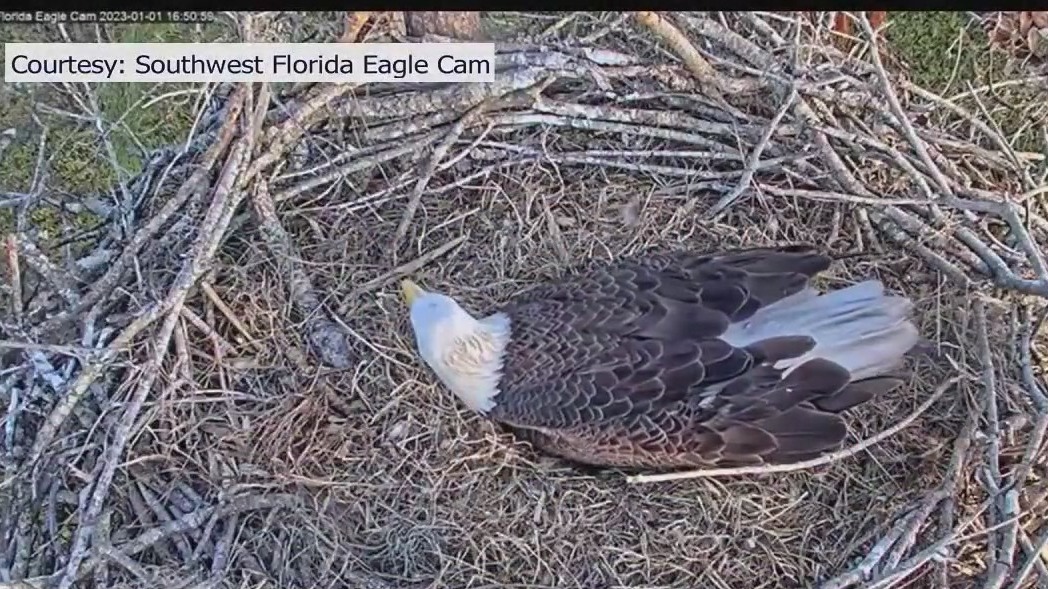 Where is Harriet? Beloved eagle from South Florida still missing