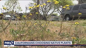 Californians choosing native plants as drought continues