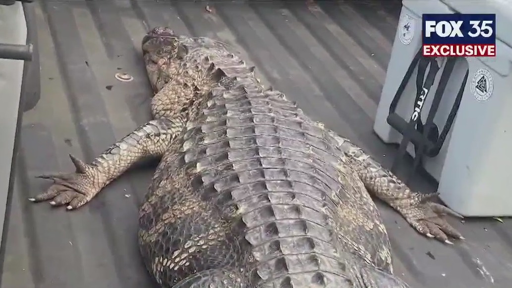 Florida man shoots alligator as it attacked dog in backyard: 'My heart just dropped'