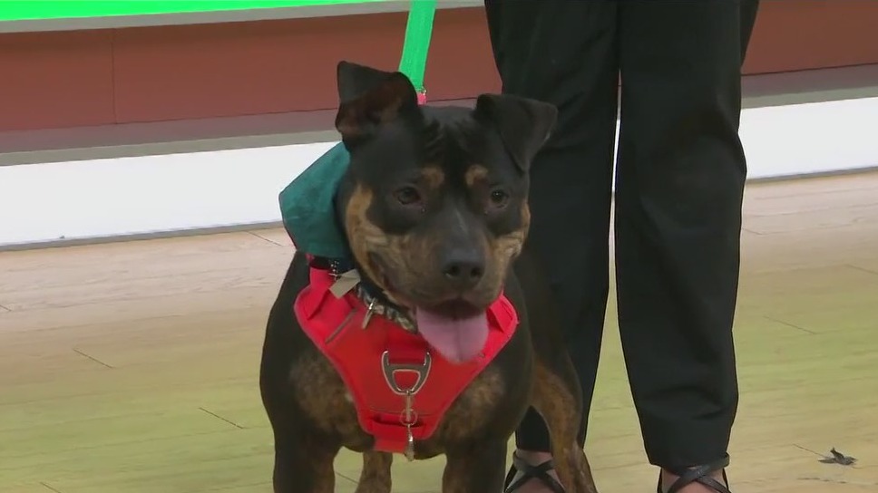 Adopt-A-Pet: Meet Organa