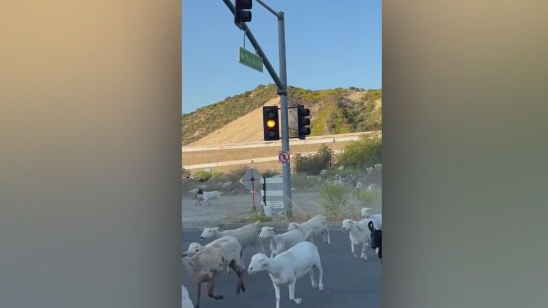 Goats escape from Santa Clarita hillside