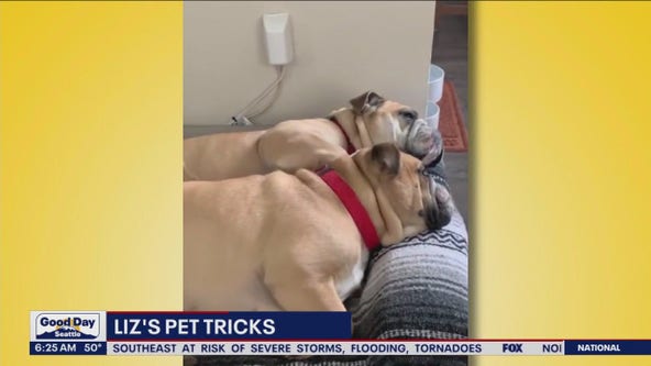 Liz's Pet Tricks for Tuesday, March 28