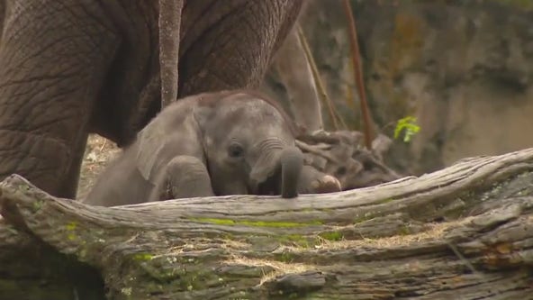 New Baby Elephant Corra at Disney World: How She Helps the Species