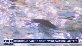 Restoring Pacific Northwest Salmon habitats