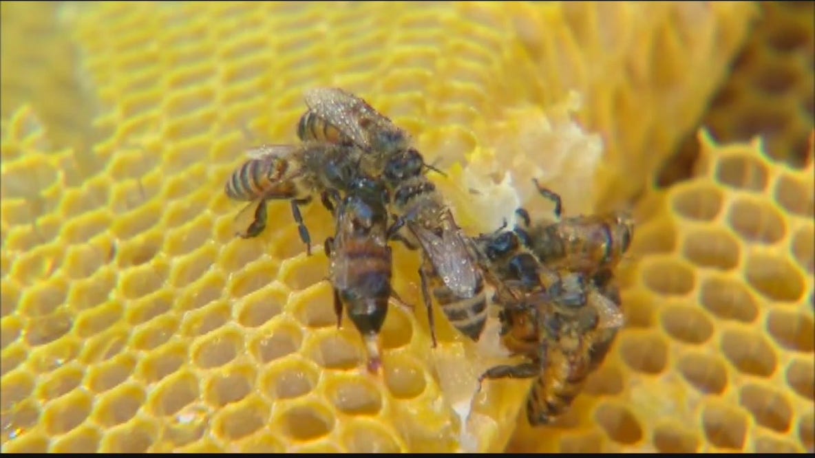 Metro Detroit cannabis company uses eco-friendly tips to grow flowers, help bees
