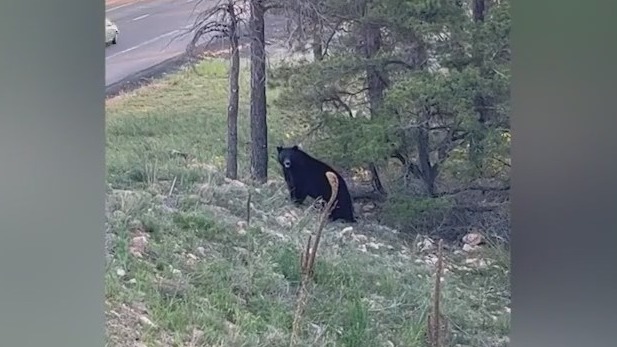 Bear spotted on Flagstaff freeway
