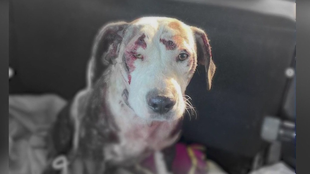 Dog dragged from Chevy Tahoe in Apple Valley