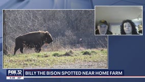 Billy the Bison spotted near Milk & Honey Farmstead