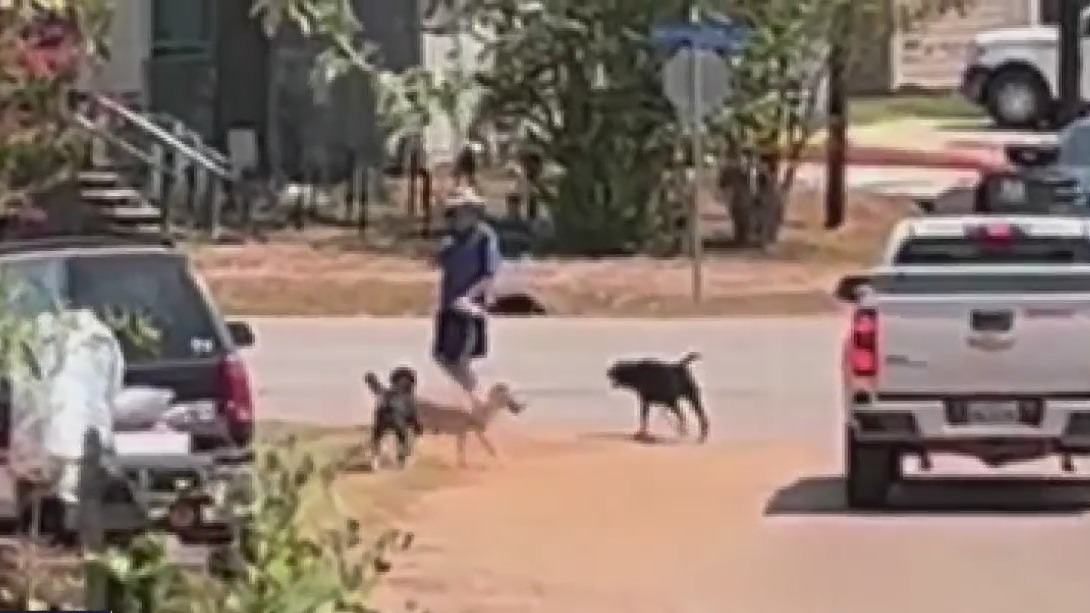 Residents in Montgomery neighborhood say owned loose dogs are attacking people, children, other animals