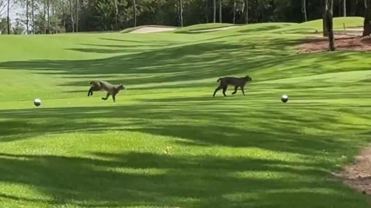 Bobcats spotted frolicking in Orange County