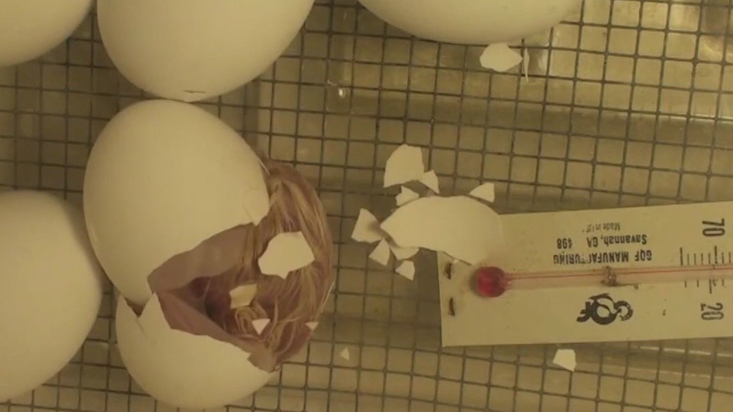 MN considers ban on school bird hatching