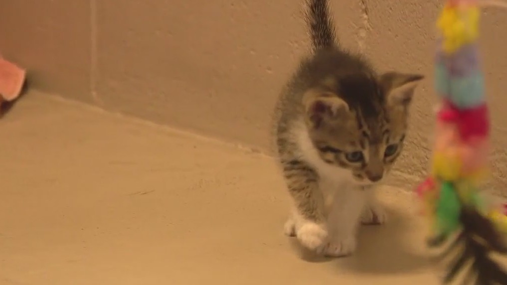 San Jose animal shelter to be audited after animals found dead