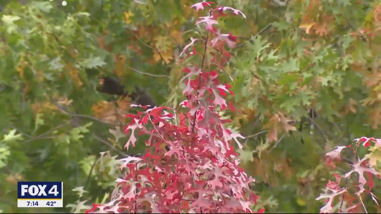 Should you leave the leaves? FOX 4 DallasFort Worth