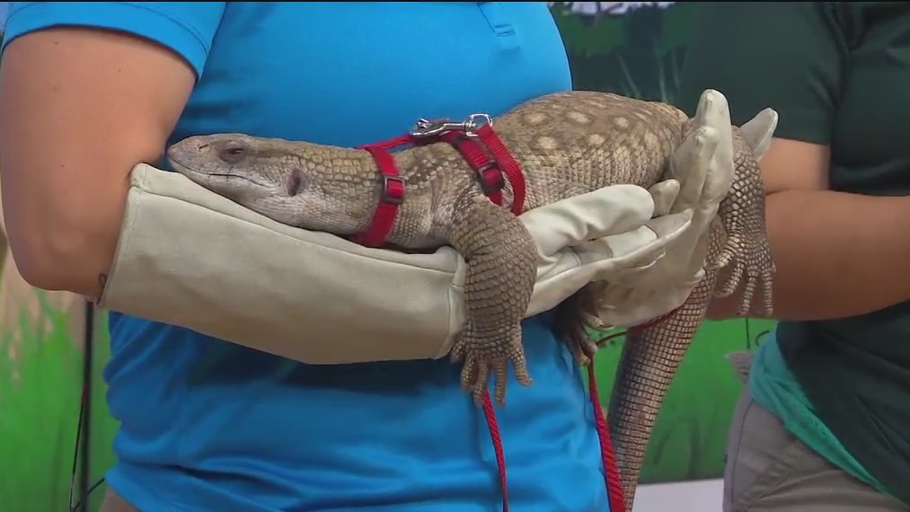Wild Wednesday: Meet Chipotle the Savannah monitor