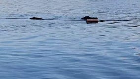 Alligator in water at Huntsville State Park