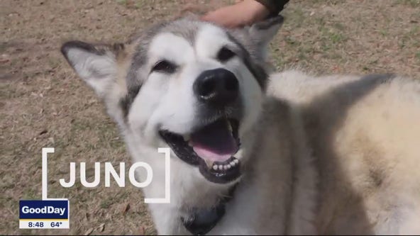 Dog of the Day: Juno