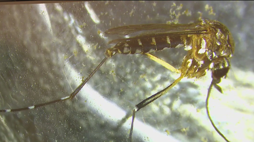 Disease-transmitting mosquitoes discovered in Santa Clara County