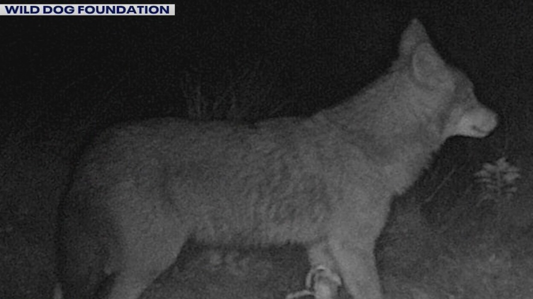 Coyotes on Long Island