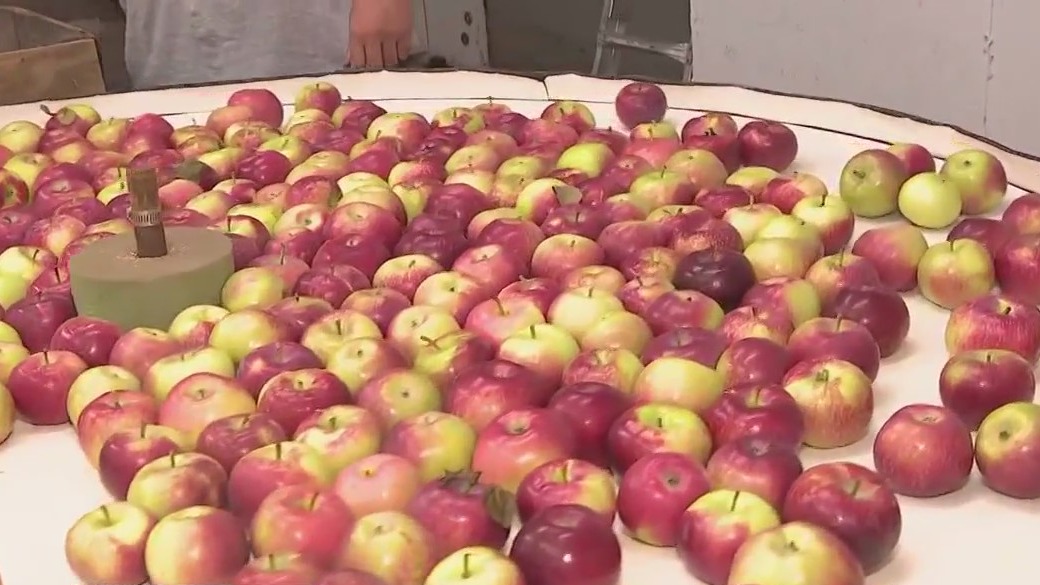 Sorting apples at Barthel Fruit Farm