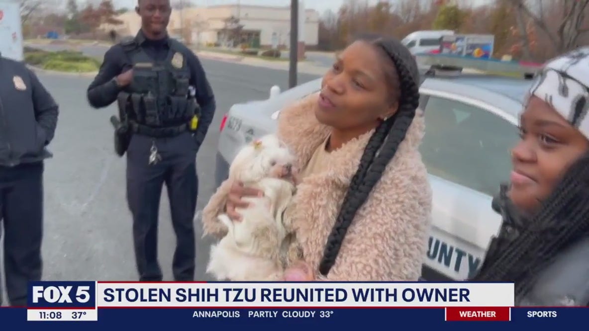 Shih Tzu stolen during a carjacking returned to owner after tip from good Samaritan