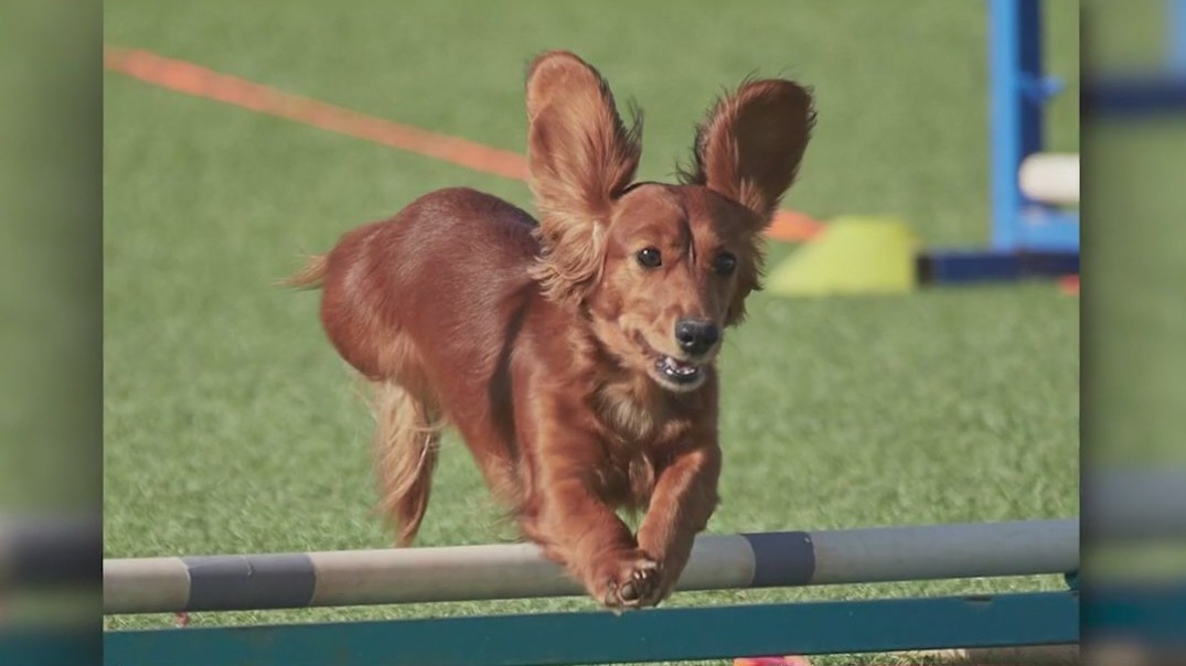 Phoenix pup to compete in Westminster Agility