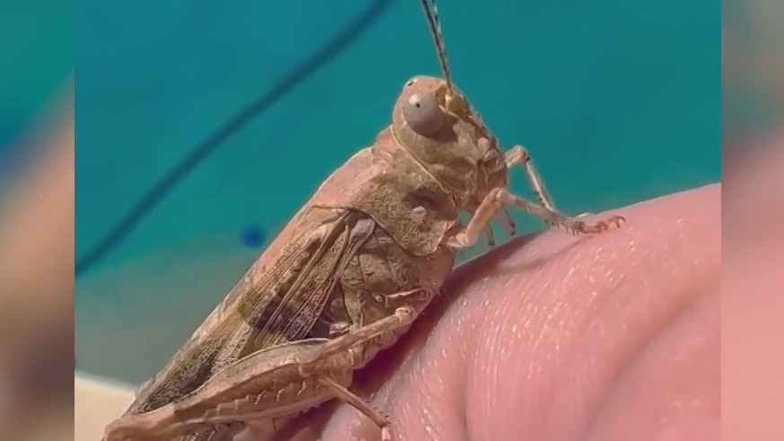 Seeing a lot of grasshoppers in Phoenix?