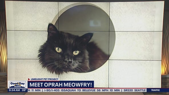 Pet of the Week: Oprah Meowfry
