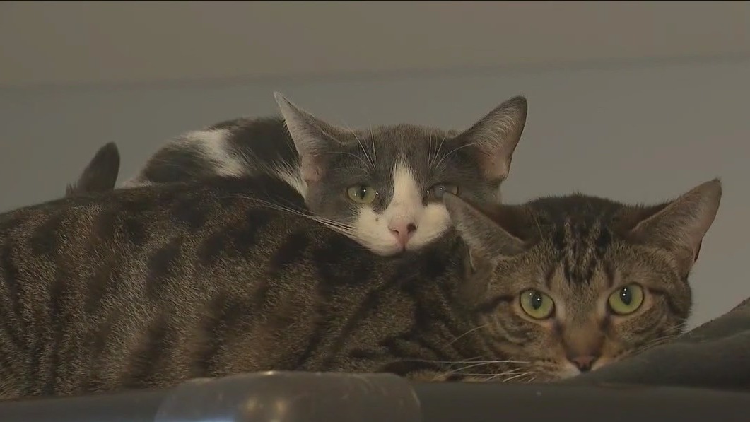 Barb's Precious Rescue cares for hundreds of cats in Palatine