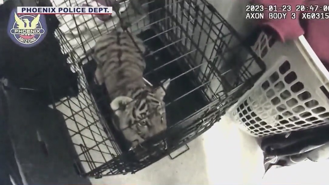 Arizona sanctuary offers to take in tiger cub that was found in home