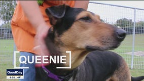 Pet of the Day: Queenie