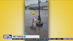 Pet Tricks for Thursday, May 16