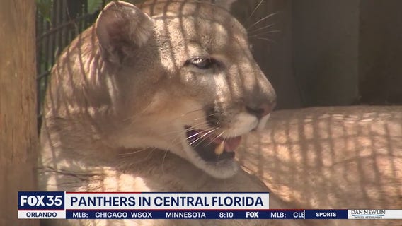 Florida panther killed in Polk County marks 11 deaths since start of 2022