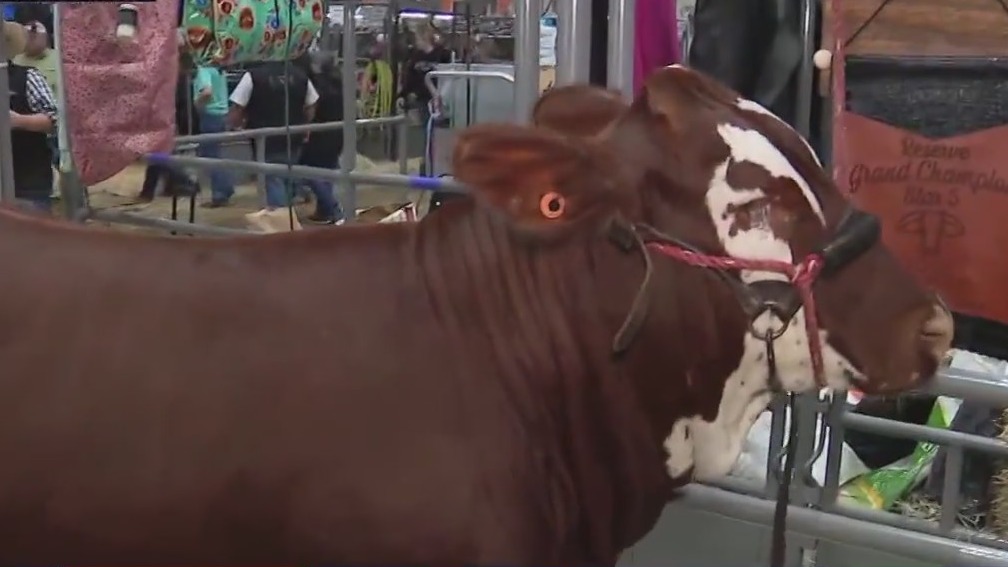 American Scrambler Heifer Show at the Houston Livestock Show and Rodeo ...