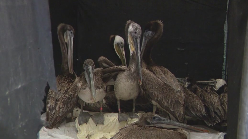 Sick, starving pelicans in need of help