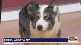 Adopt-A-Pet: Meet Brody